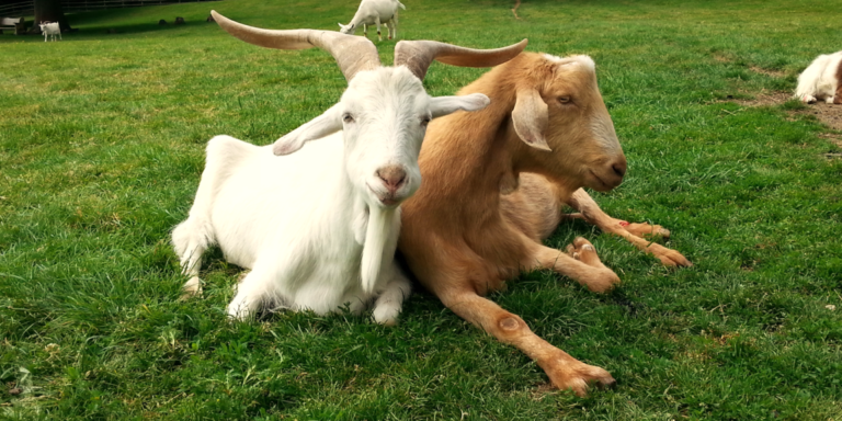 Unerwartetes Hindernis: Ziegen reagieren flexibler als Schafe