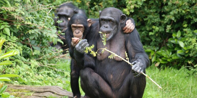Spendable Schimpansen: Menschenaffen versorgen Artgenossen bereitwillig mit Saft