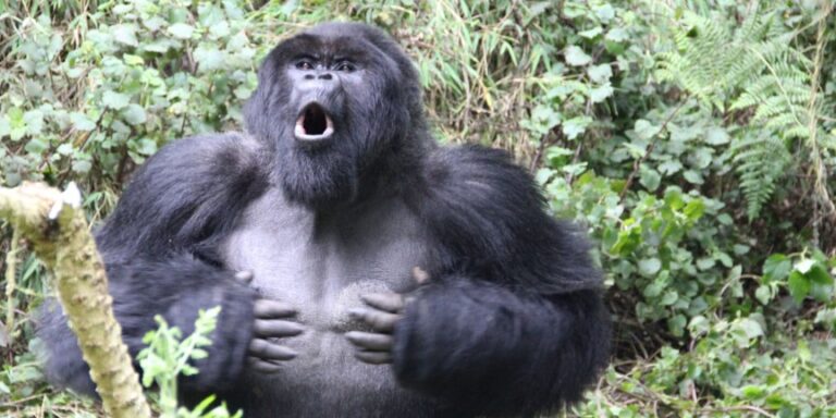 Ehrliches Brusttrommeln: Klang verrät Körpergröße von Gorillamännchen