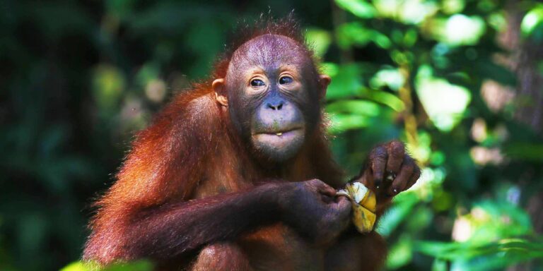 Weibliche Orang-Utans ernähren sich ausgewogener als ihre männlichen Artgenossen