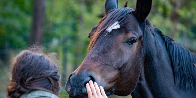 „Babysprache“ wirkt bei Pferden