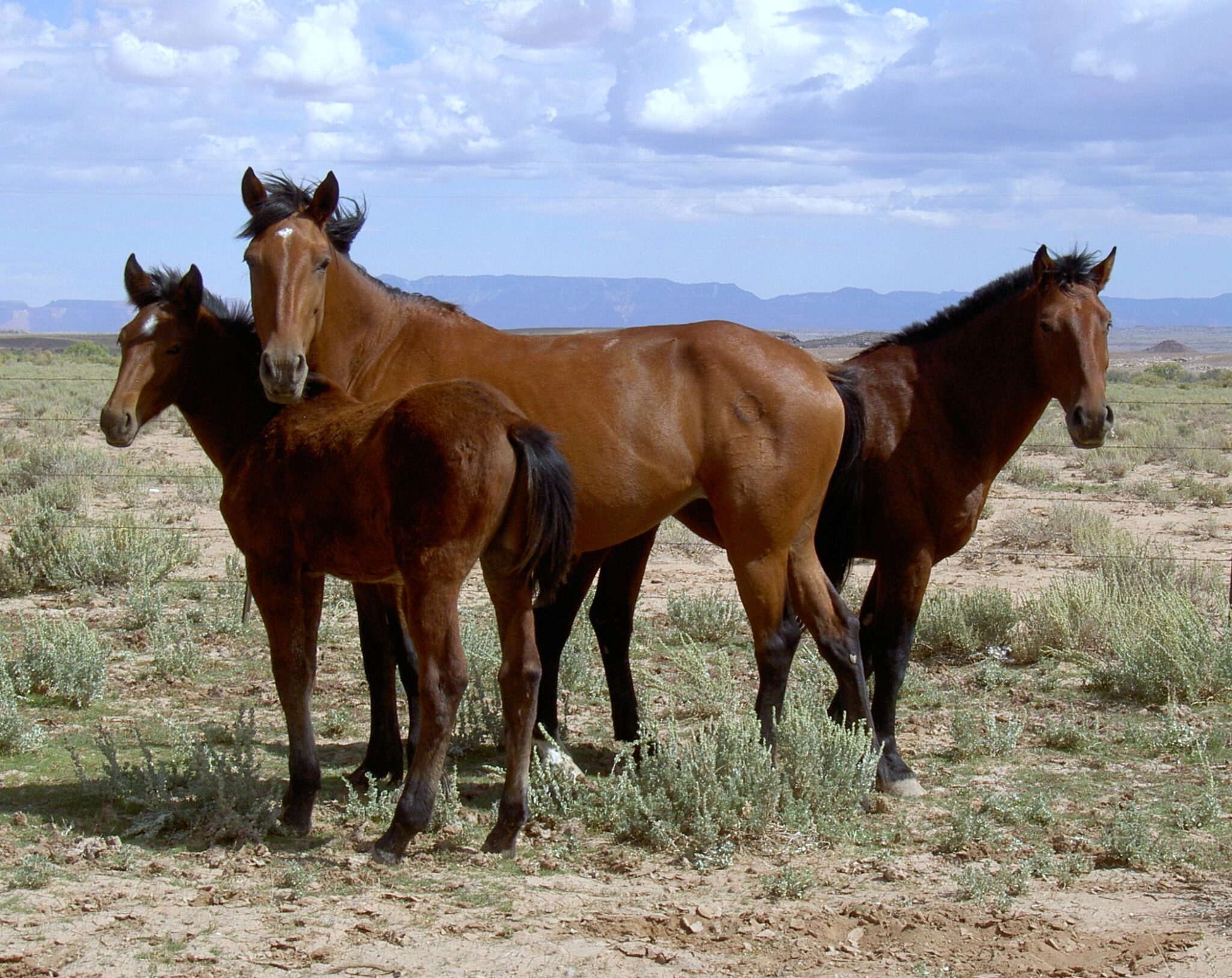 Pferde und Esel graben in nordamerikanischen Wüstengebieten Zugänge zu unterirdischem Wasser
