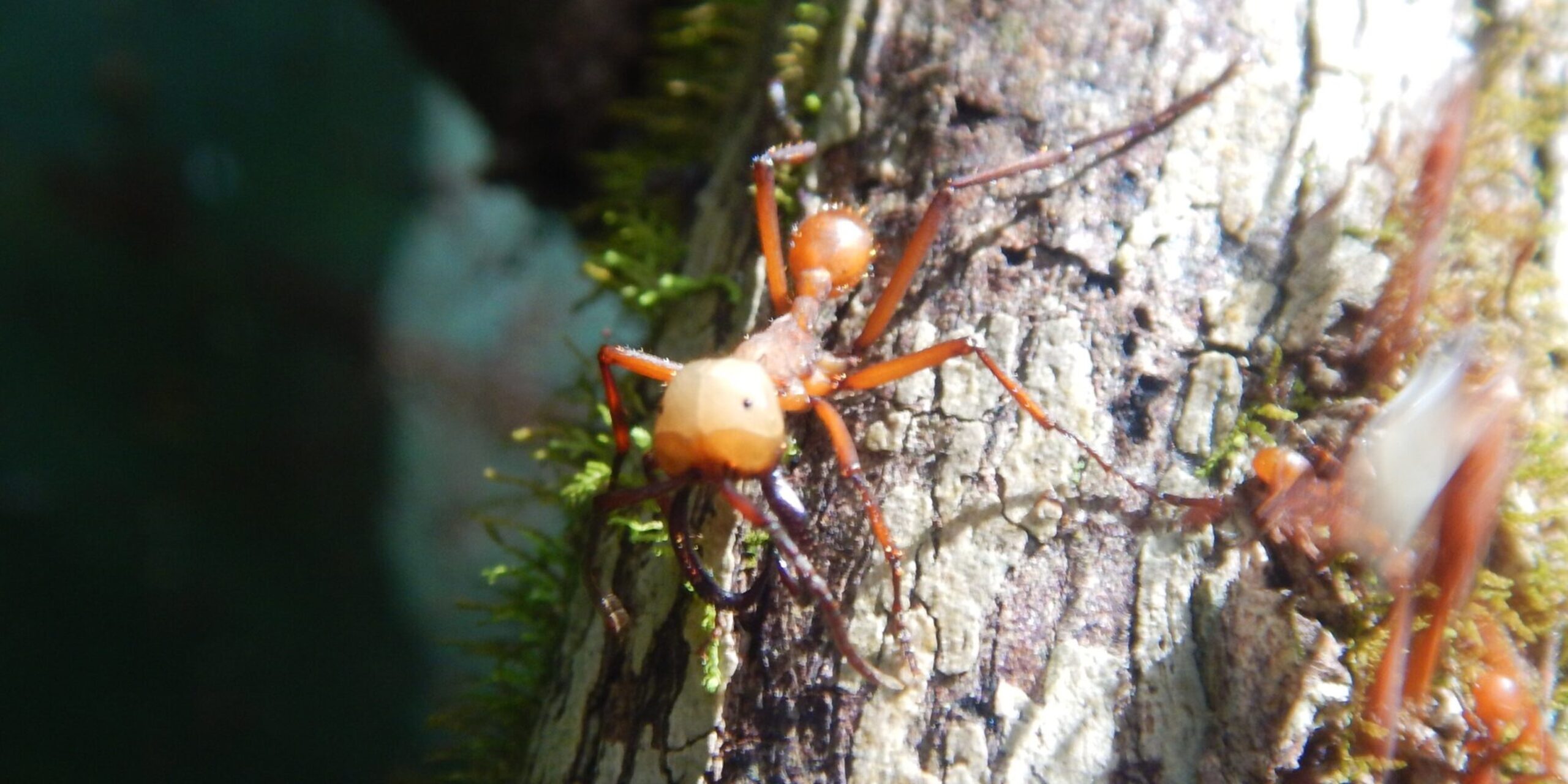 Wanderameisen bilden lebende Gerüste, auf denen ihre Artgenossen Halt finden