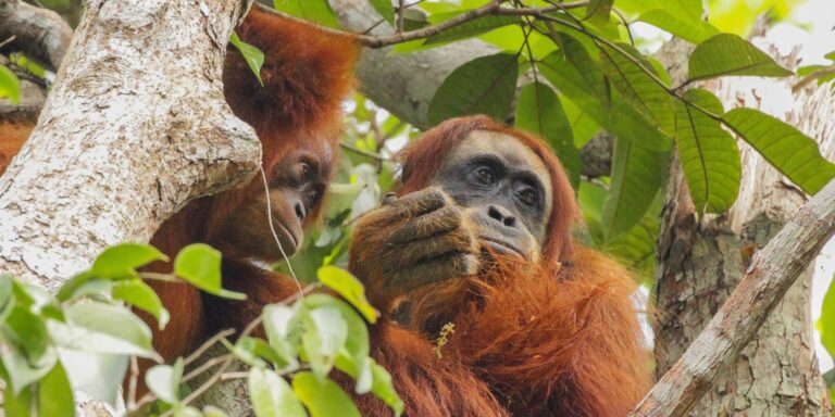 Ernährungsgewohnheiten bei Orang-Utans: Männchen und Weibchen suchen sich unterschiedliche Vorbilder