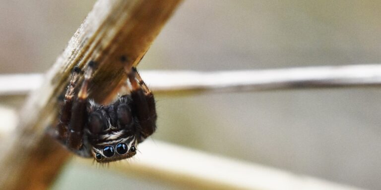 Am seidenen Faden: Springspinnen lassen sich nachts hängen