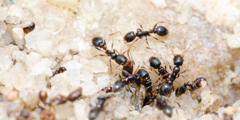 Partnervermittlung bei Ameisen: Arbeiterinnen tragen paarungsbereite Weibchen in fremde Nester