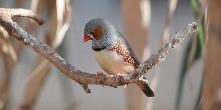 Stress durch Verkehrslärm: Vögel lernen ihre Lieder langsamer