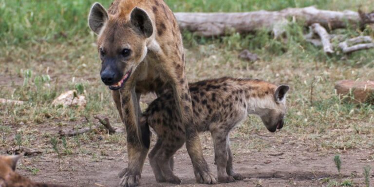 Verhängnisvoller Mut: Mit Toxoplasma infizierte Hyänenwelpen halten weniger Abstand zu Löwen
