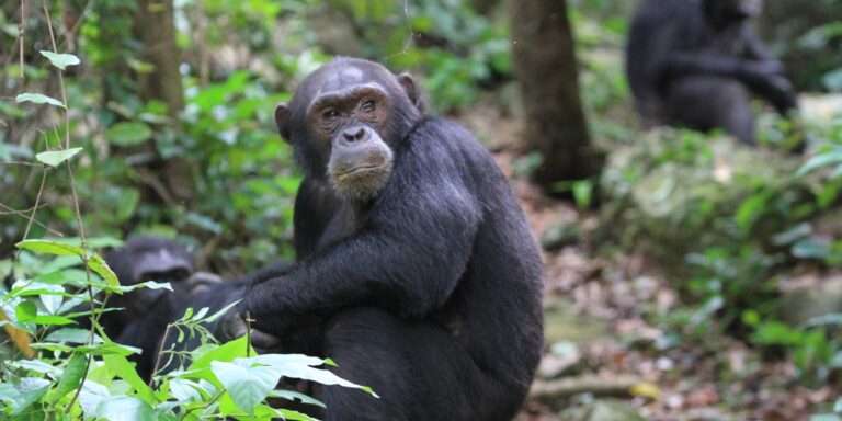 Besondere Beobachtung: Weißes Schimpansenjungtier geboren