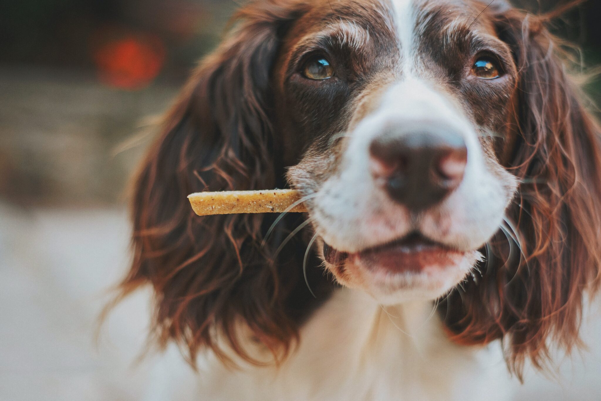 Im Versuch konnten sich Hunde für erhaltene Futtergaben revanchieren