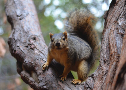 Akrobatische Nager: Ein Fuchshörnchen auf einem Eukalyptusbaum