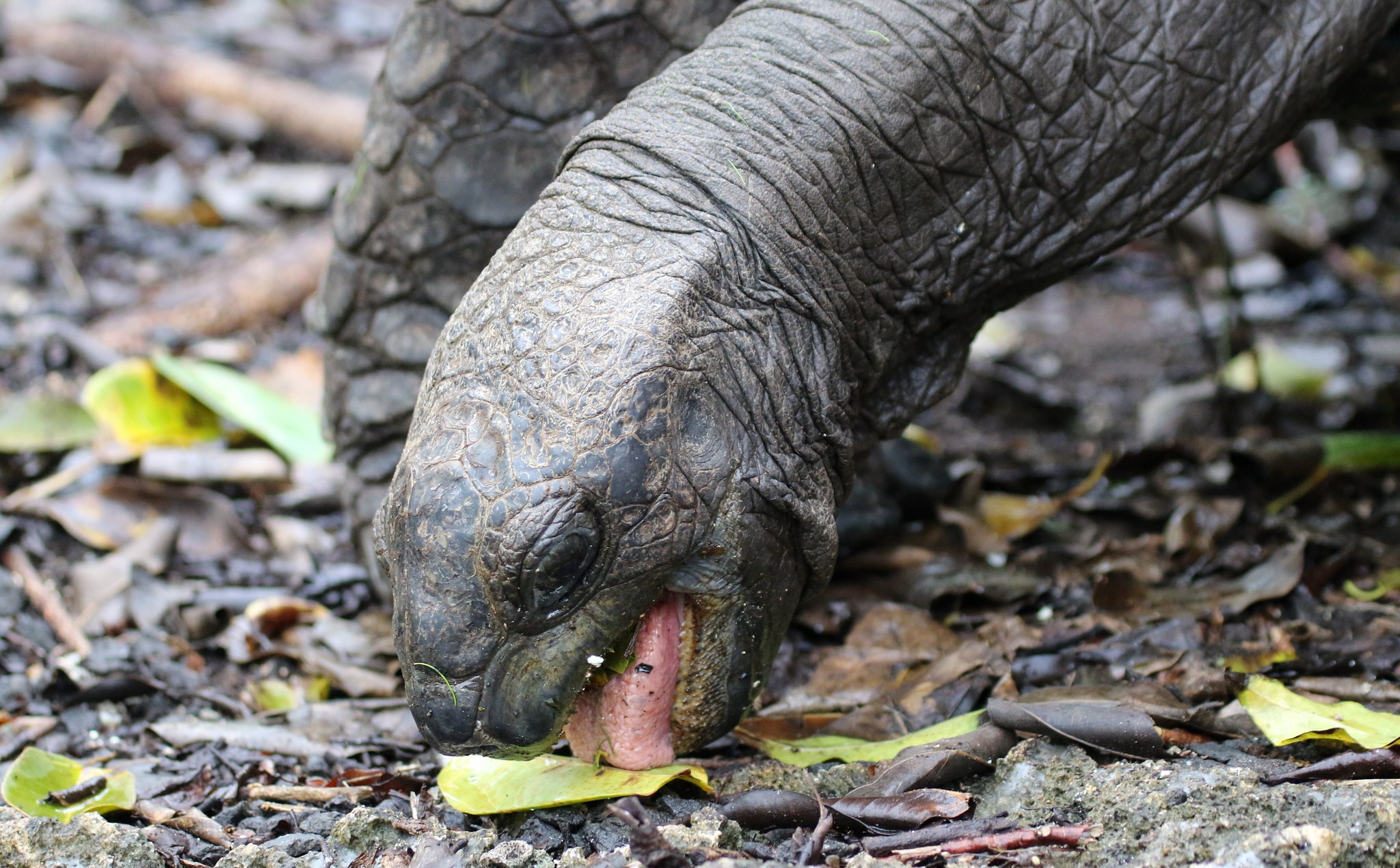 Vorwiegend Vegetarier: Aldabra-Riesenschildkröten