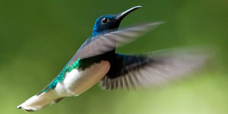 Kolibris undercover: Männchen-typische Färbung schützt Weibchen vor Belästigungen