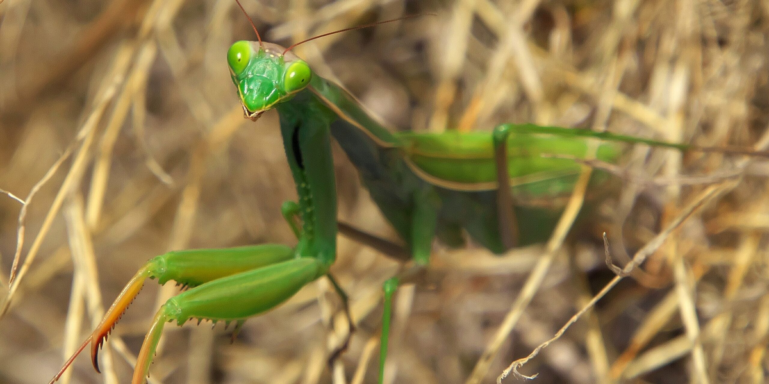 Explosive Insekten: Besondere Waffe schützt Bombardierkäfer vor Gottesanbeterinnen
