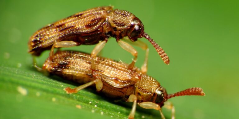 „Vorspiel“ bei Käfern: Männchen stimulieren Weibchen vor der Paarung mit ihren Mundwerkzeugen