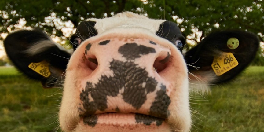 „Stubenreine“ Kühe: Kälber lernen Latrinennutzung