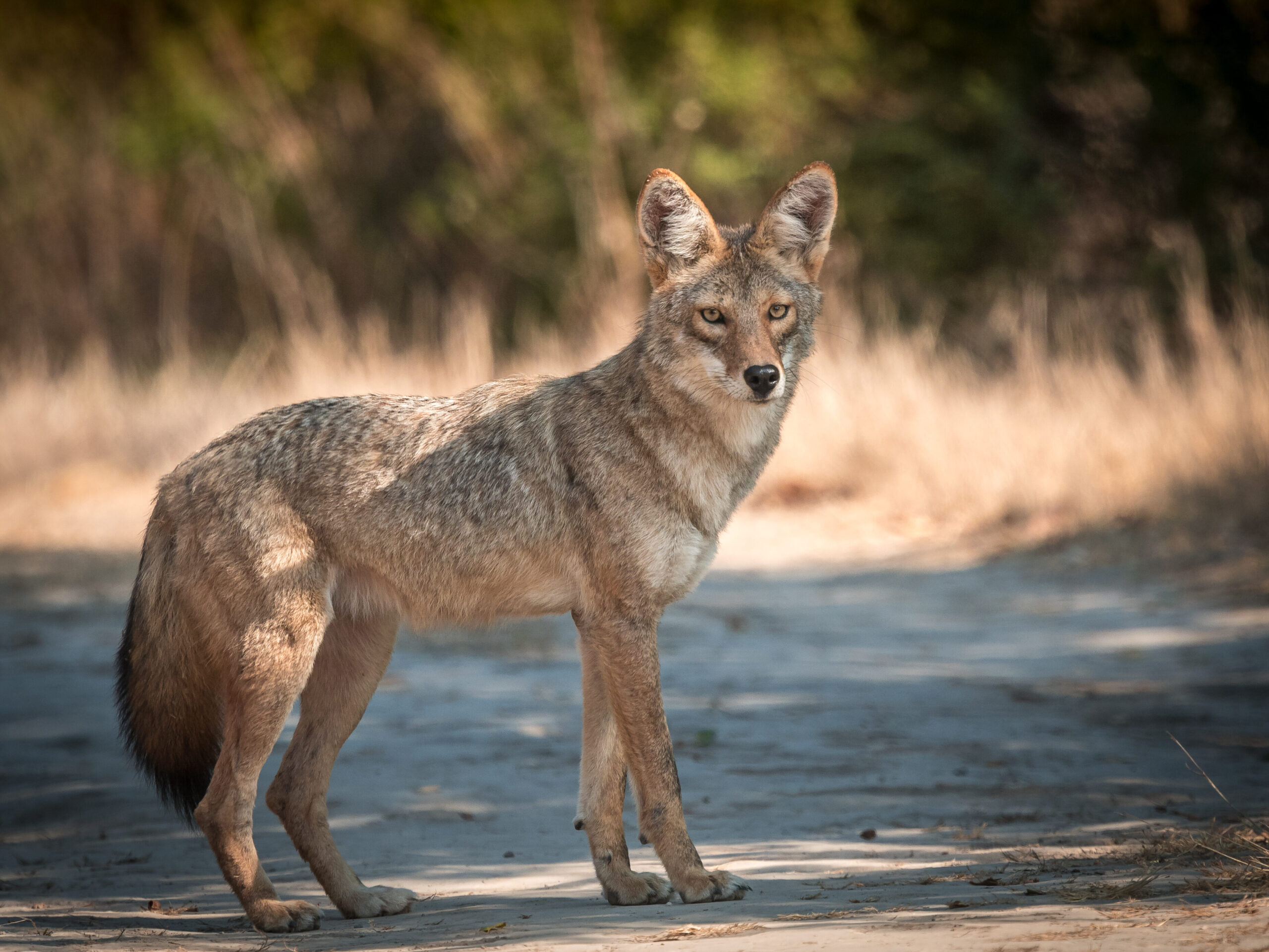 Im Nordwesten Amerikas teilen sich Kojoten ihren Lebensraum mit Pumas.