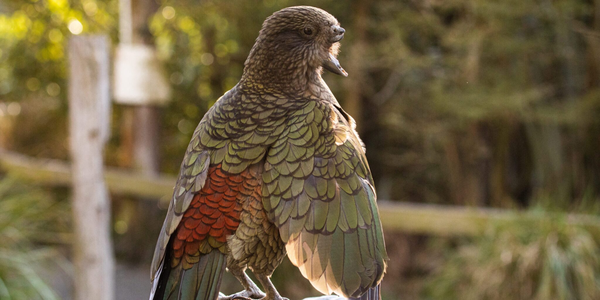 Körperpflege mit Steinen: Ein Kea ohne Oberschnabel weiß sich zu helfen