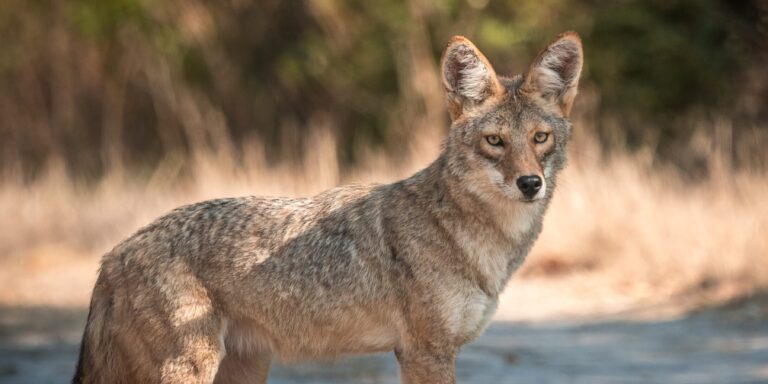 Zusammenleben mit Pumas ist für Kojoten Fluch und Segen zugleich