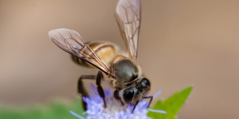 Asiatische Honigbienen reagieren mit „Alarmtuten“ auf Riesenhornissen