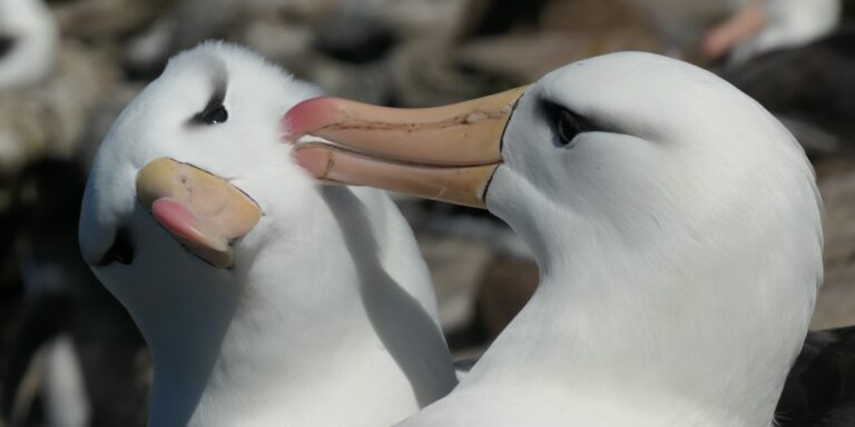 Wärmeres Meerwasser steigert Scheidungsrate bei Albatrossen