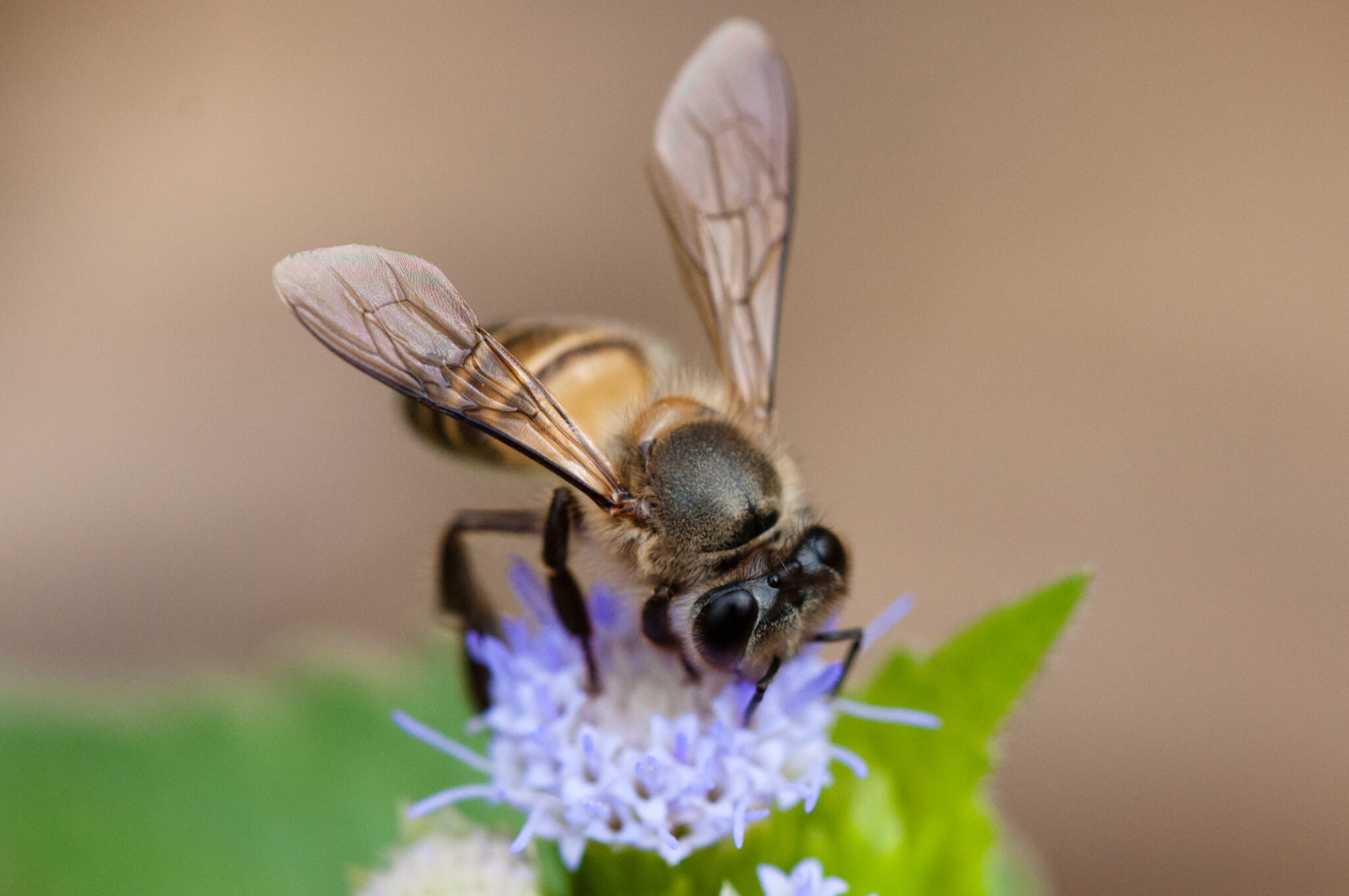 Eine Asiatische Honigbiene bei der Nahrungssuche.