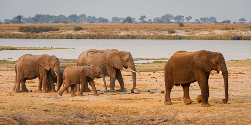Eine Gruppe Elefanten