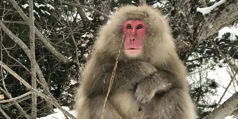 Fischende Affen: Warme Flüsse versorgen Japanmakaken im Winter mit Nahrung