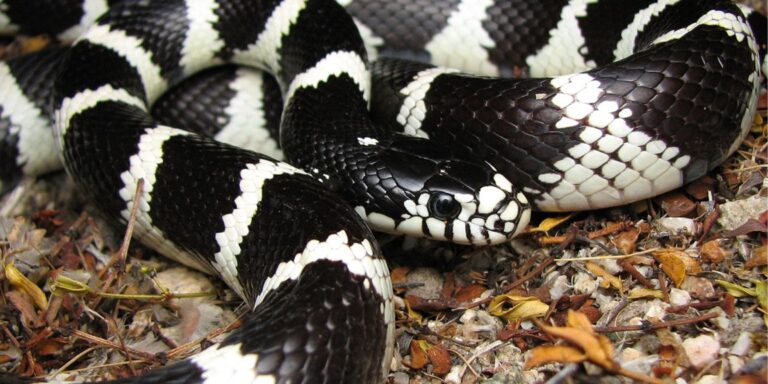 Eingeschleppte Schlangen werden einheimischen Reptilien auf Gran Canaria zum Verhängnis