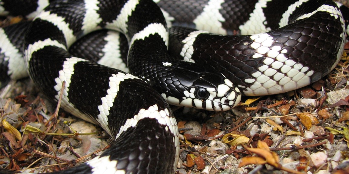 Eingeschleppte Schlangen werden einheimischen Reptilien auf Gran Canaria zum Verhängnis