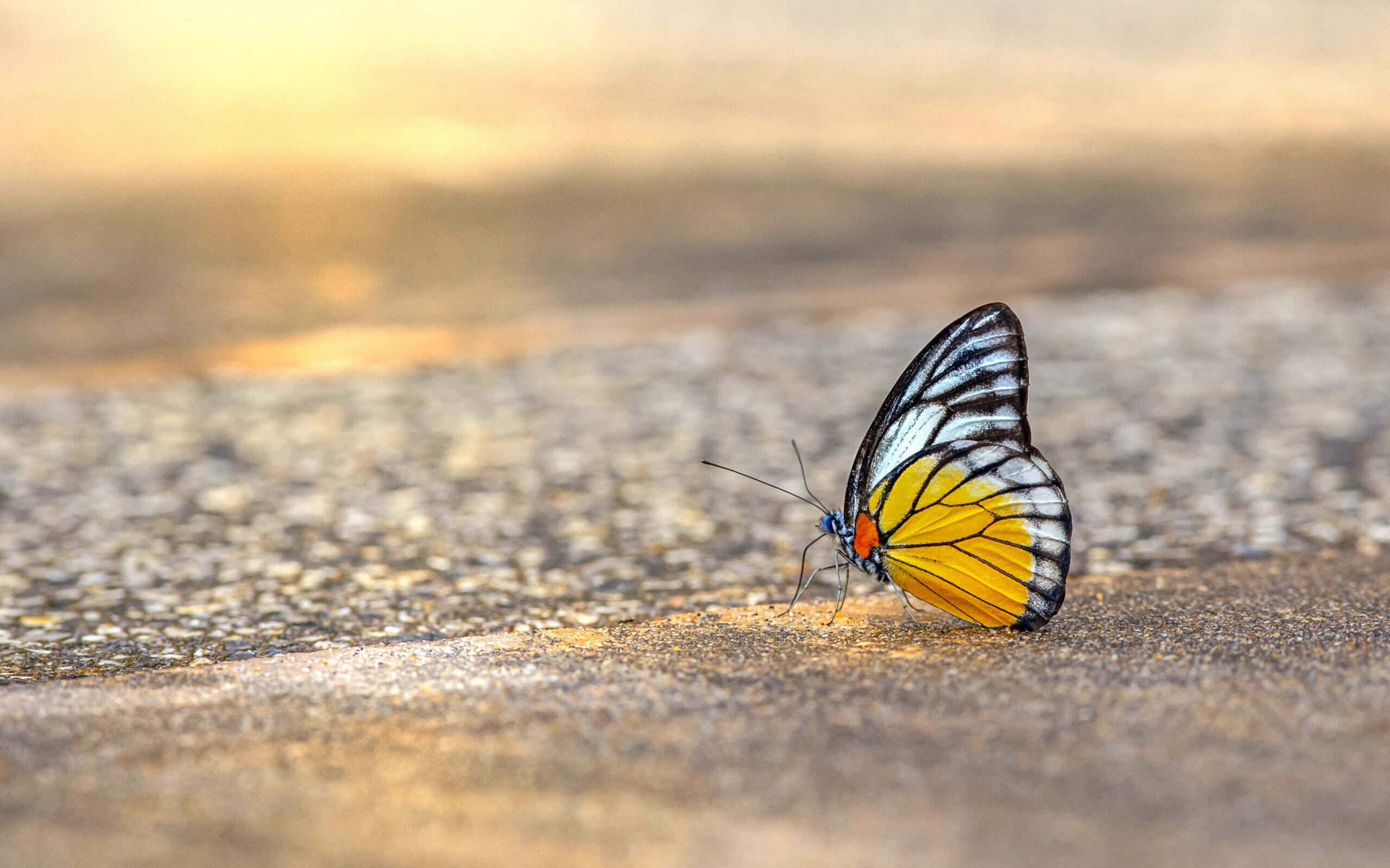 Ein Schmetterling sitzt im Sonnenschein auf einer asphaltierten Straße.