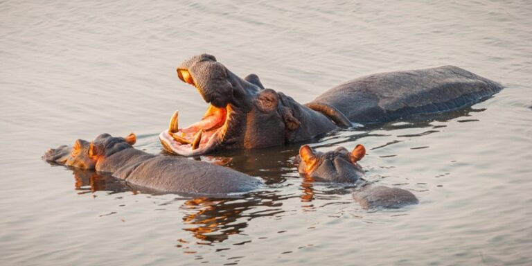 Aufschlussreiches „Keuch-Hupen“: Flusspferde erkennen ihre Nachbarn an deren Rufen