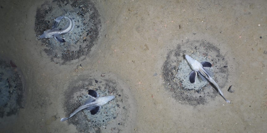 Überraschung am Meeresgrund: Forschende entdecken riesige Brutkolonie von Krokodileisfischen im Südpolarmeer