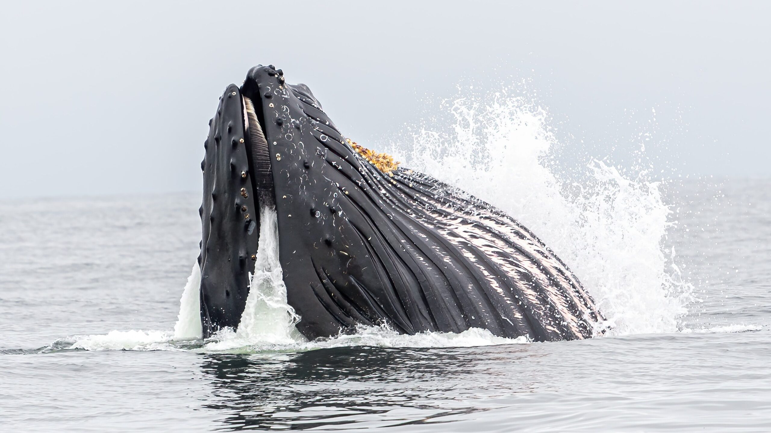 Ein Buckelwal presst beim lunge feeding Wasser durch die Barten aus seinem Maul.
