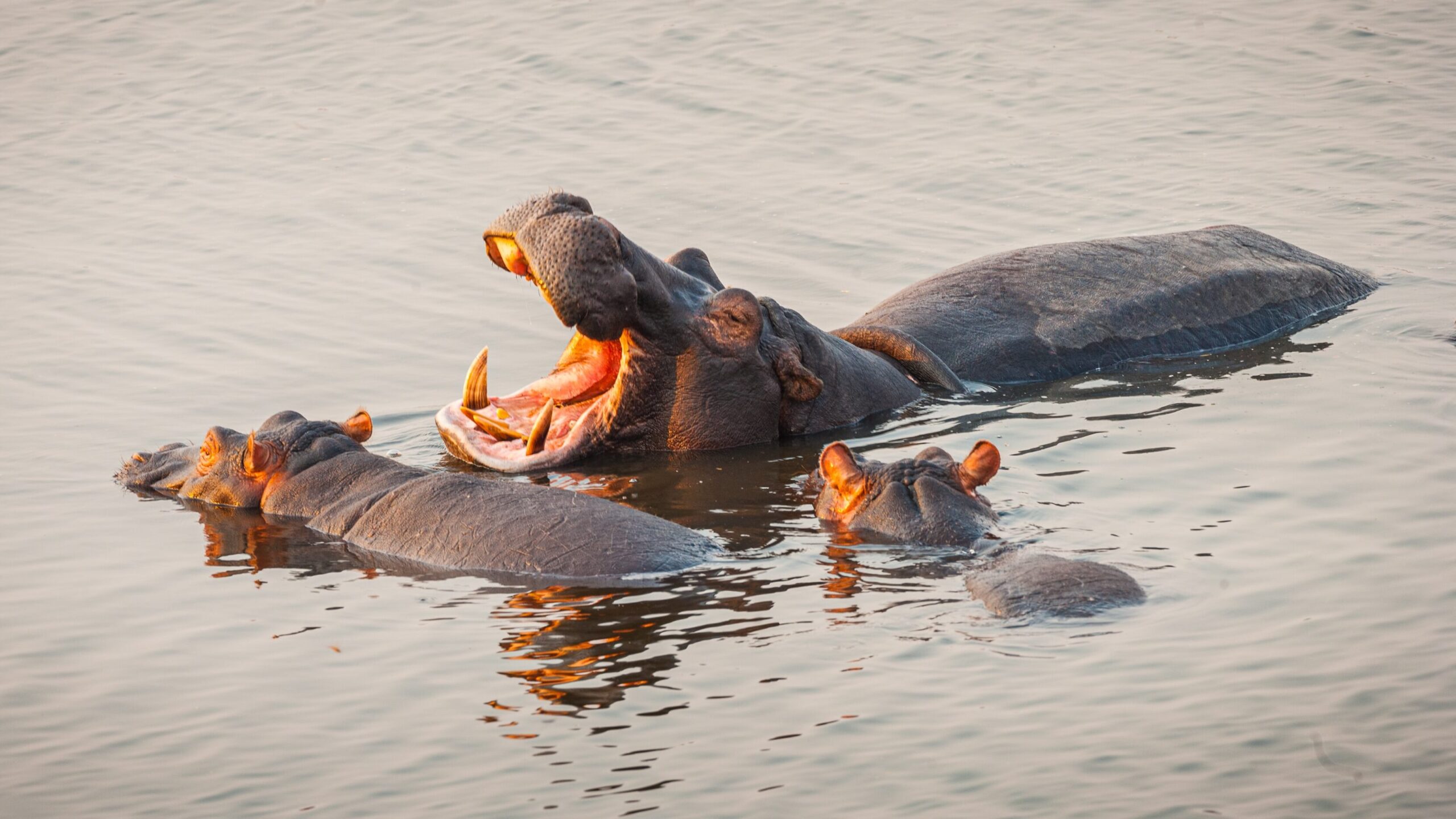 Flusspferde verbringen viel Zeit im Wasser – und geben dabei ein großes Repertoire verschiedener Laute von sich.