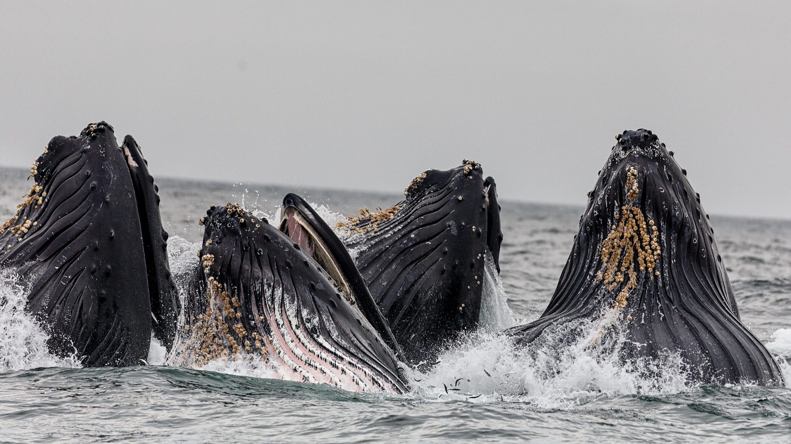 Mehrere Buckelwale strecken ihre Köpfe aus dem Wasser.