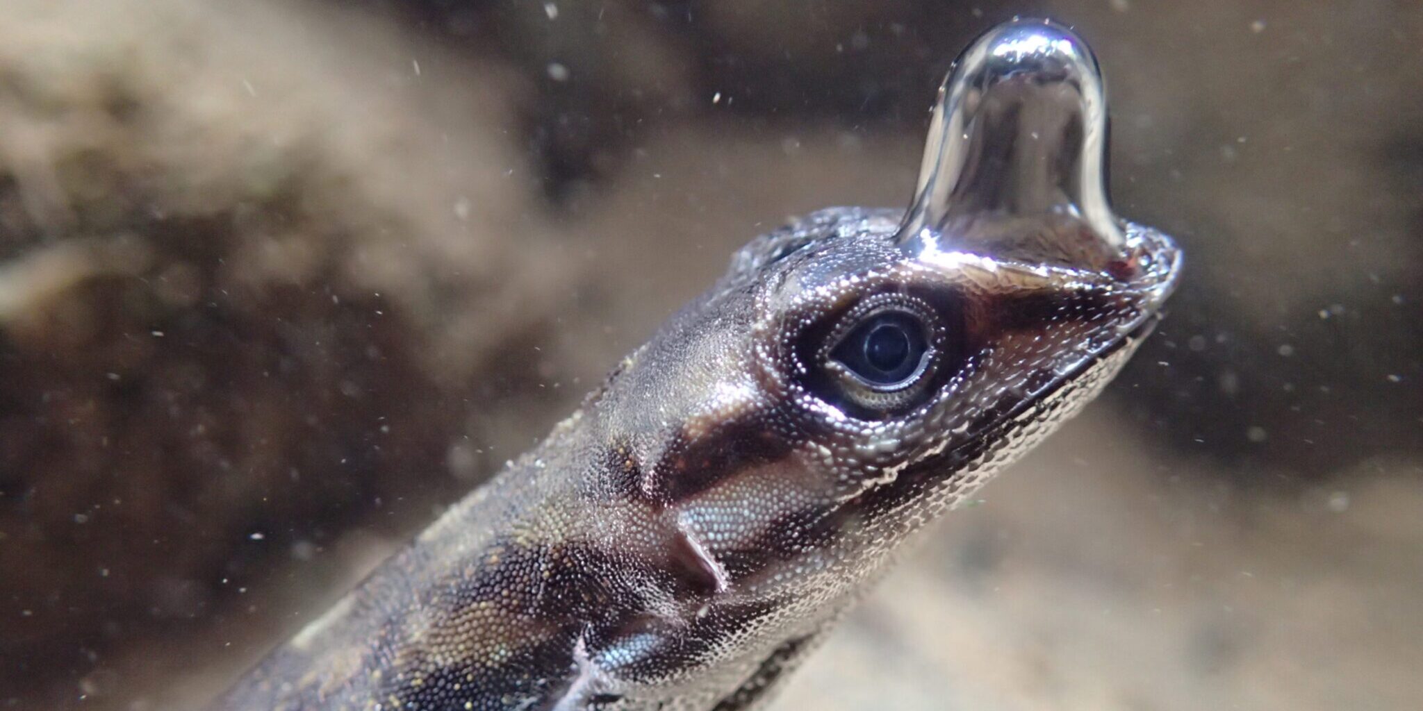 Echsen gehen mit erstaunlicher Atemtechnik auf Tauchgang