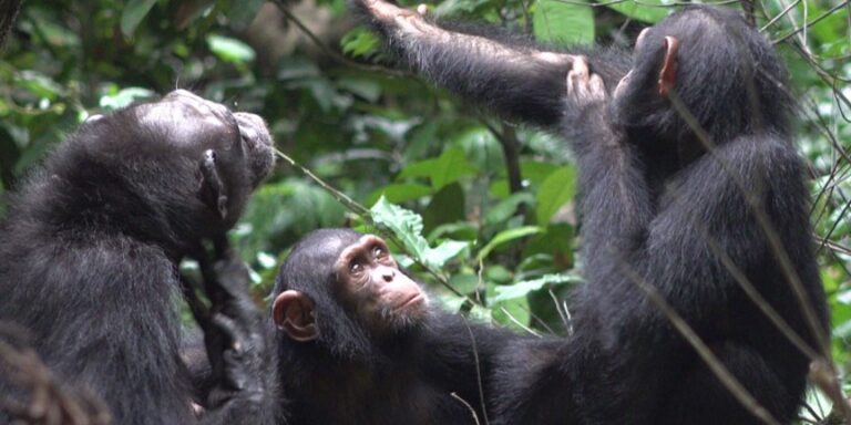Tierische Medizin? Schimpansen behandeln Wunden mit Insekten