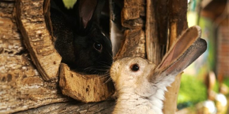 Heimtier-Zubehör für Kaninchen und Co.: Gravierende Mängel in Sachen Tierwohl
