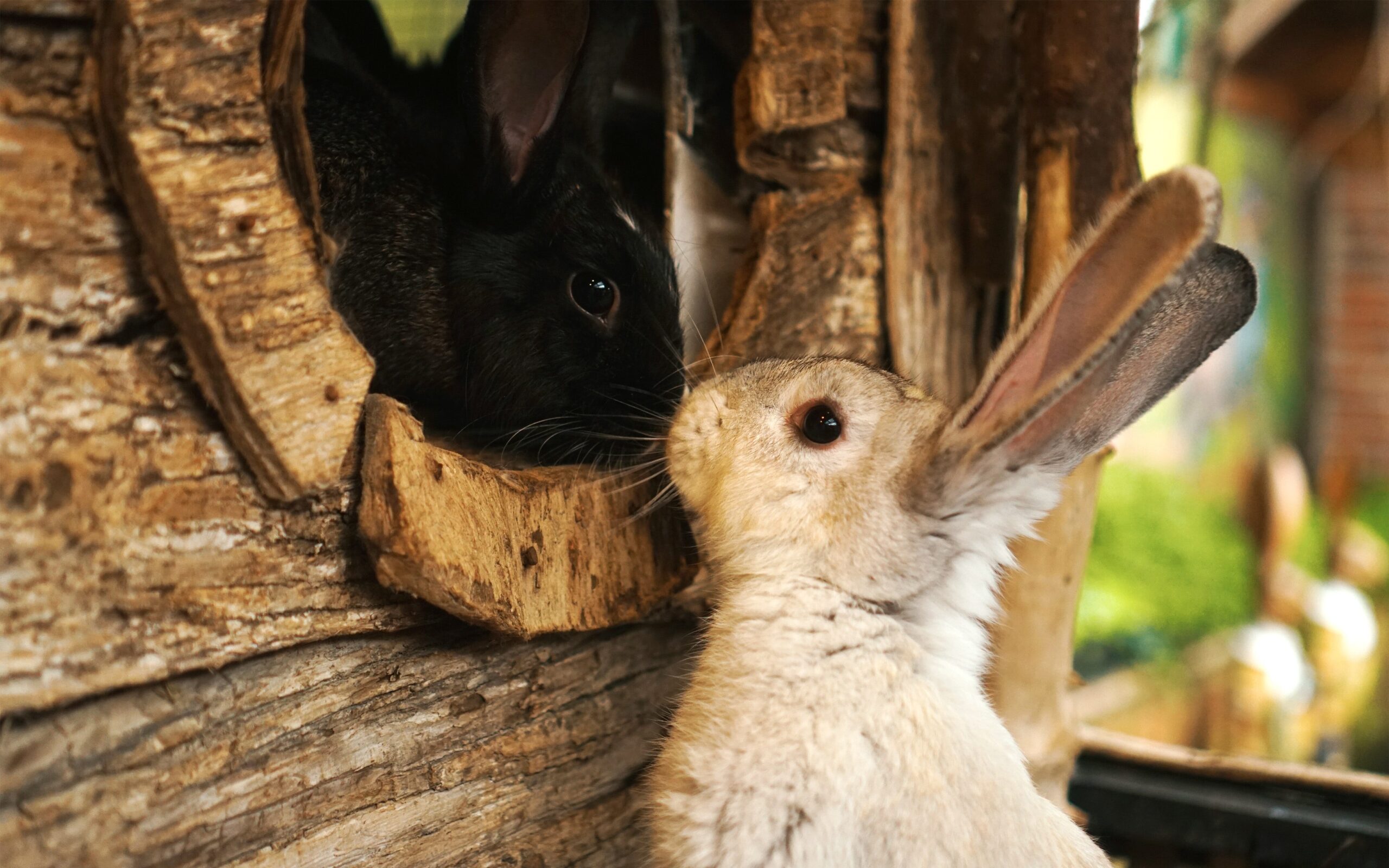 Zwei Kaninchen beschnuppern sich.