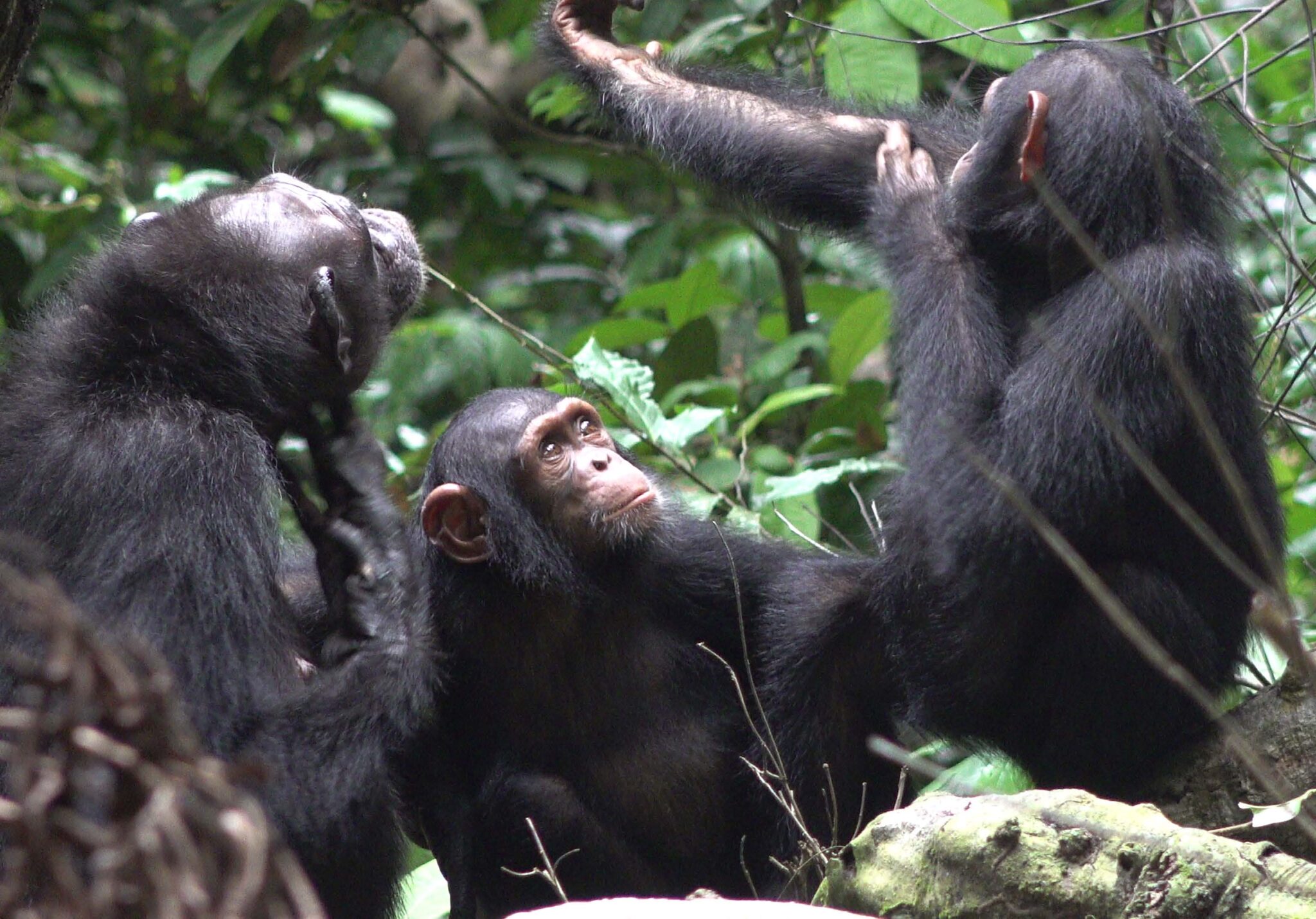 Drei Schimpansen im Nationalpark Loango in Gabun