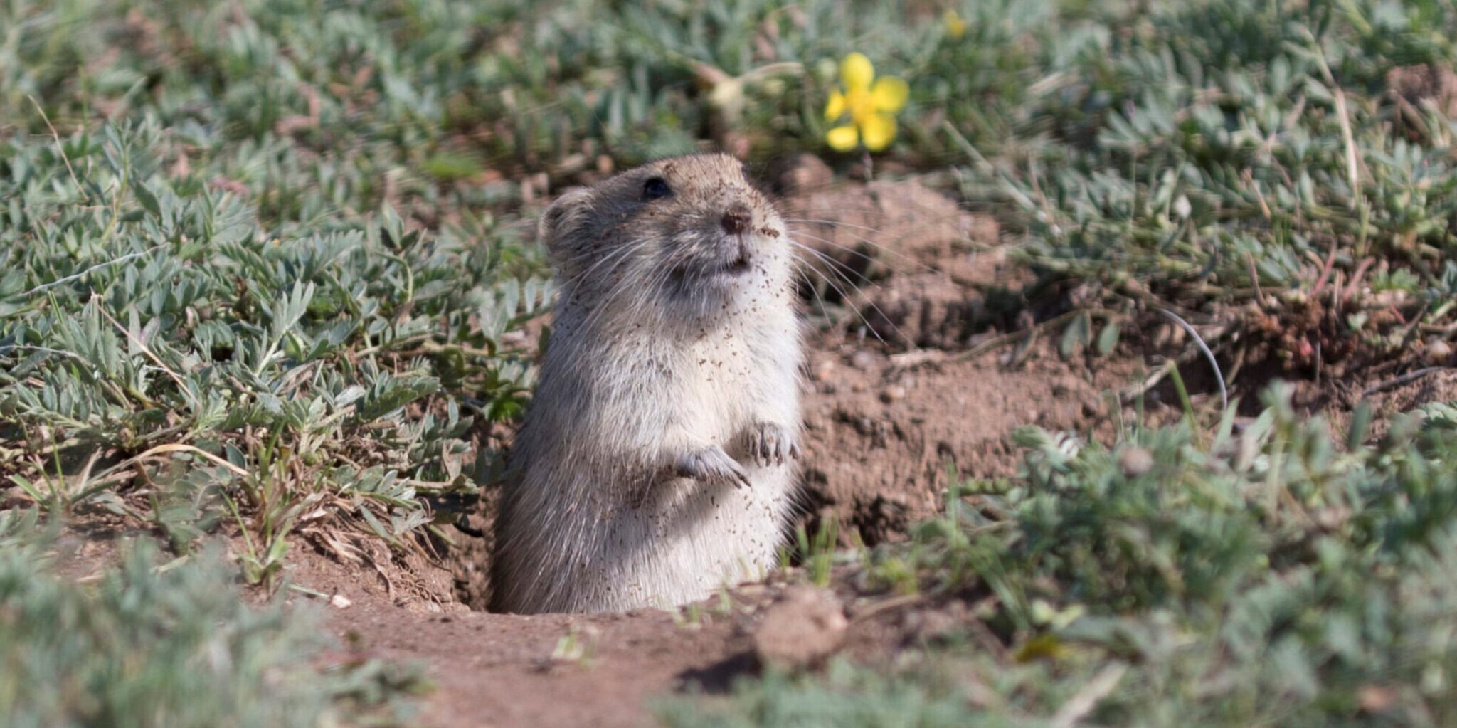 „Gartenarbeit“ fürs Überleben: Wühlmäuse beschädigen hohes Gras, um sich vor Vogelangriffen zu schützen