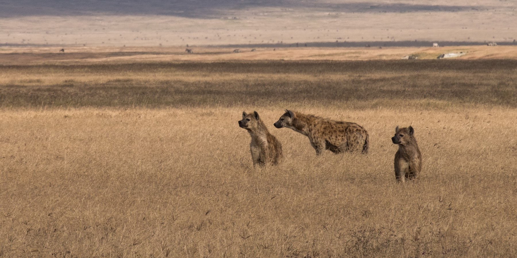 Tüpfelhyänen im Ngorongoro-Krater