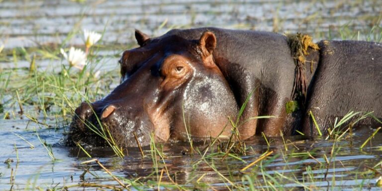 Tierquiz Folge 32: Geschlechtsunterschiede bei Flusspferden