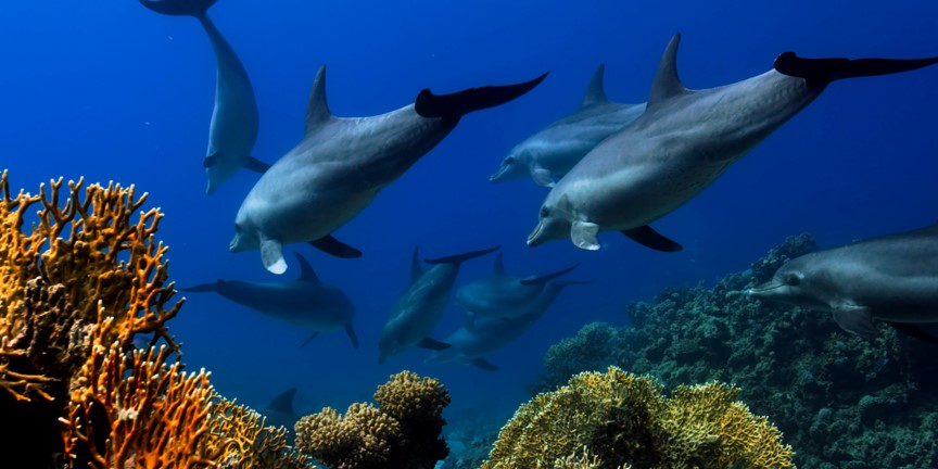 Eine Gruppe Delfine schwimmt über einem Korallenriff.