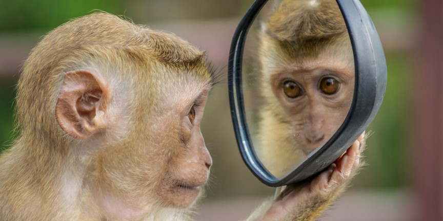 Ein Affe betrachtet sich im Spiegel