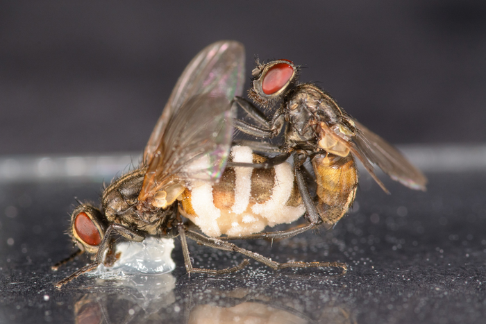 Eine männliche Stubenfliege in Paarungsposition auf einem Weibchen, aus dessen aufgedunsenem Körper eine weiße Masse ragt. Auf dem Boden sind kleine weiße Kügelchen zu erkennen.