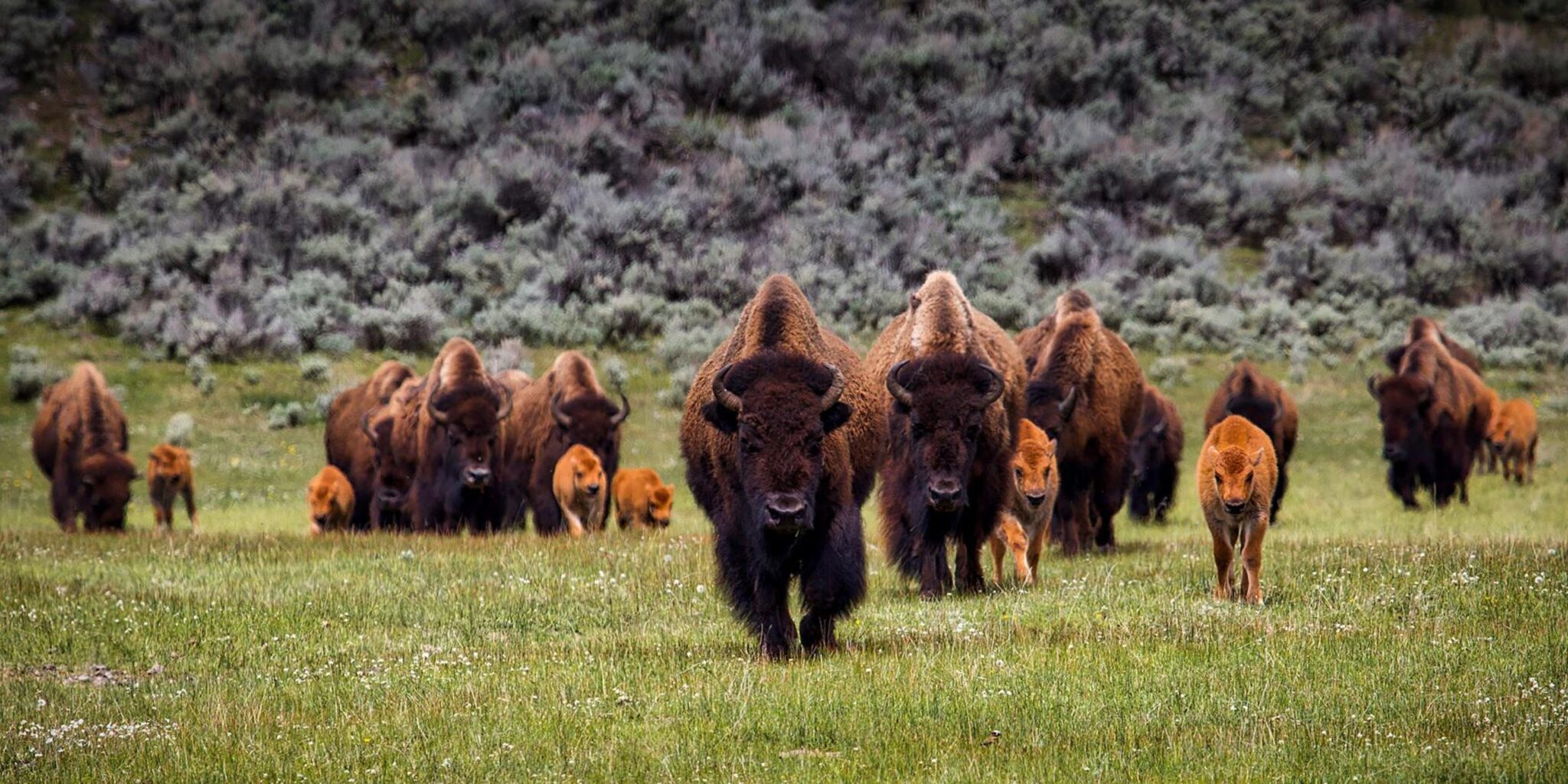 Eine Herde Bisons in der Prärie, sowohl erwachsene Tiere als auch Kälber