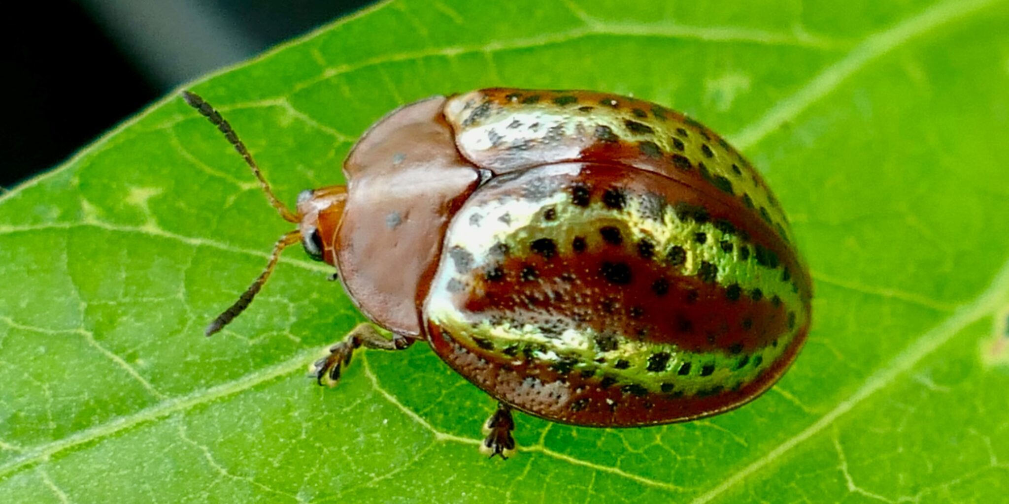 Ein Käfer der untersuchten Art sitzt auf einem Blatt