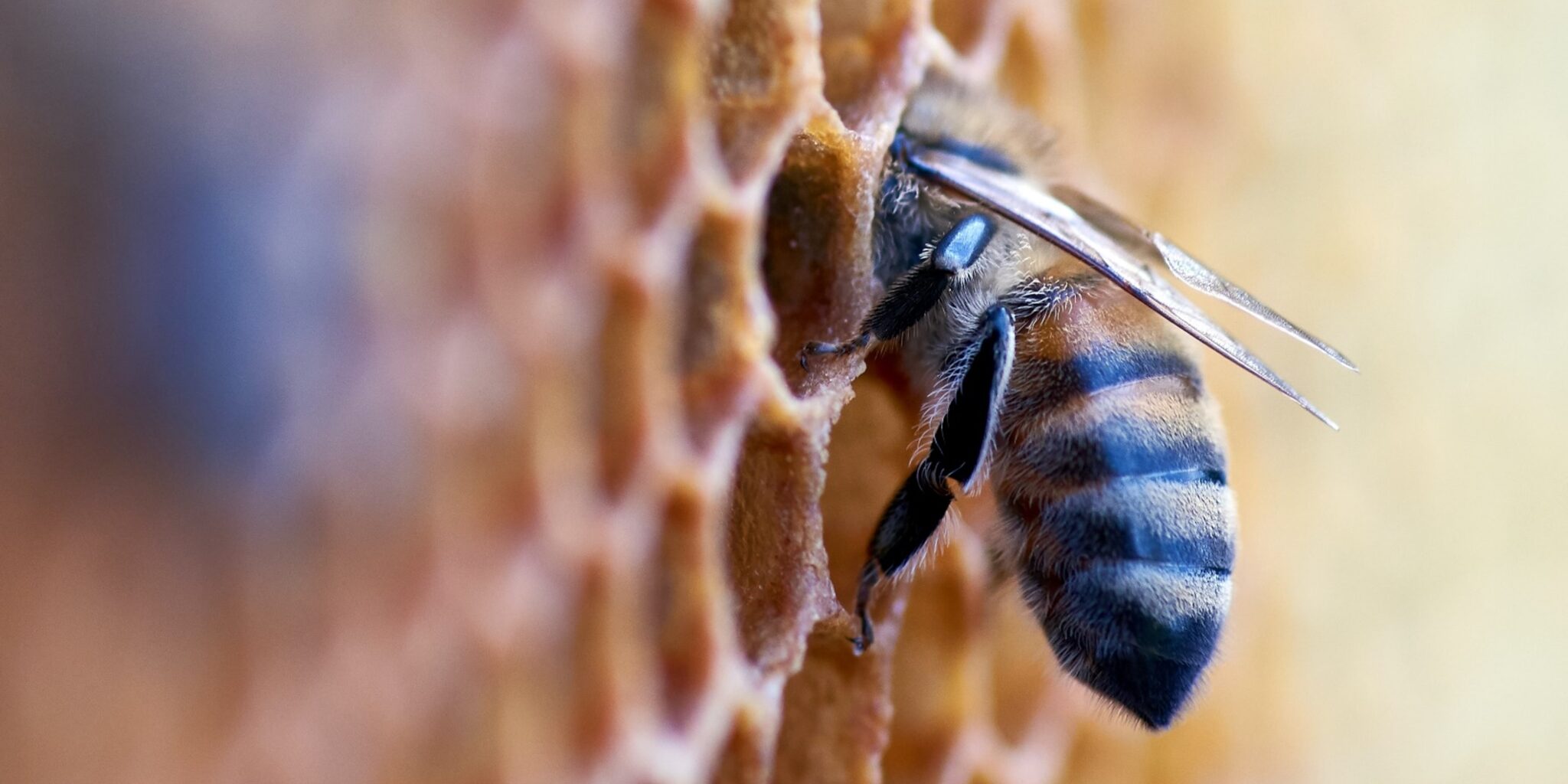 Eine Honigbiene, deren Kopf in einer Wabe verborgen ist.